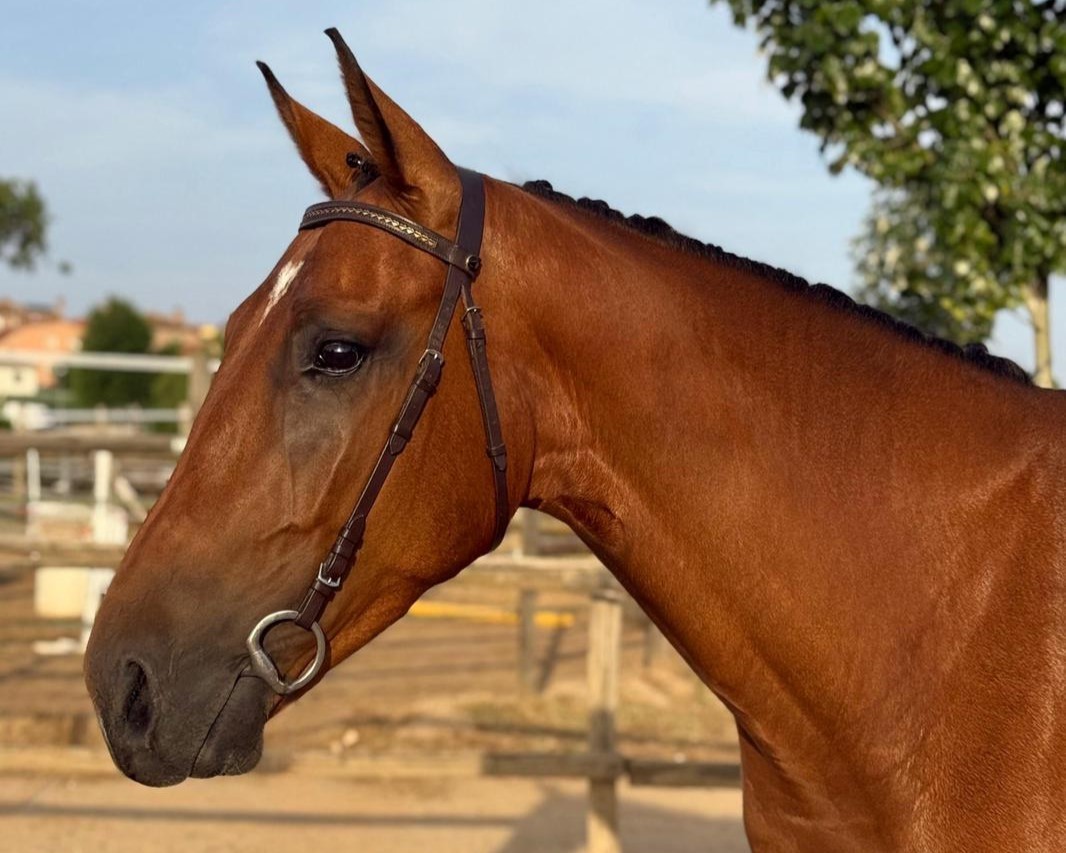 horse